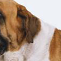 圣伯纳犬的耳朵