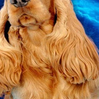 英国可卡犬的毛发