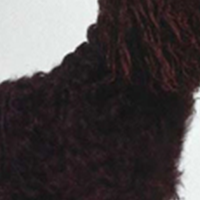 美国水猎犬的颈部