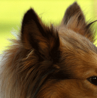 苏格兰牧羊犬的耳朵