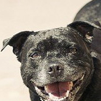 斯塔福郡斗牛梗的耳朵