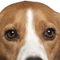 比格猎犬的眼睛