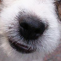 杰克罗素梗的鼻子