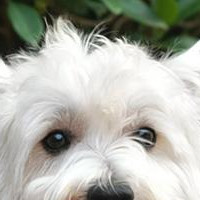 西高地犬的眼睛