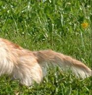 丹迪丁蒙梗的尾巴