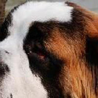 圣伯纳犬的眼睛