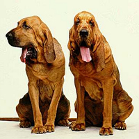 寻血猎犬的整体描述