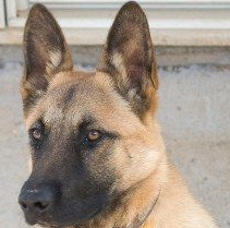 比利时玛利诺犬的眼睛