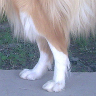 苏格兰牧羊犬的后腿