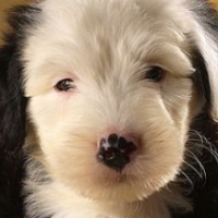 古代英国牧羊犬的鼻子