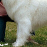 大白熊犬的前腿