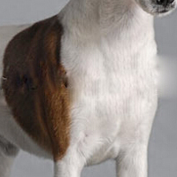 平毛猎狐梗的胸部