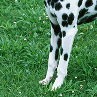 大麦町犬的前腿