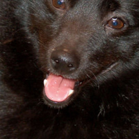 舒柏奇犬的鼻子