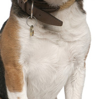 比格猎犬的胸部