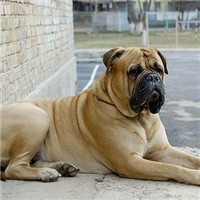 斗牛马士提夫犬的整体描述