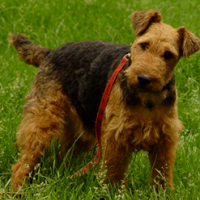 万能梗的整体描述