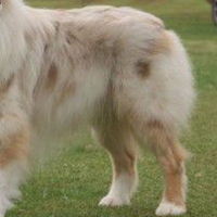澳大利亚牧羊犬的后腿