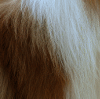 苏格兰牧羊犬的毛发