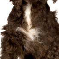 美国水猎犬的胸部