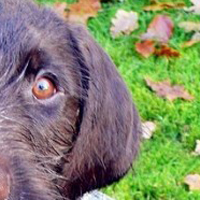 刚毛指示格里芬犬的耳朵