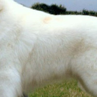 大白熊犬的毛发