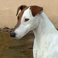 平毛猎狐梗的头部