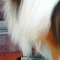 喜乐蒂牧羊犬的胸部