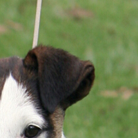 平毛猎狐梗的耳朵