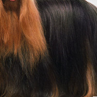 约克夏梗的毛发