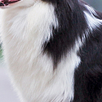 边境牧羊犬的颈部