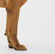 斗牛马士提夫犬的前腿