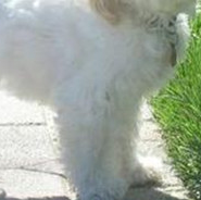 哈瓦那犬的前腿