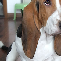 巴吉度犬的耳朵