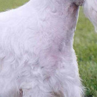 西里汉梗的胸部