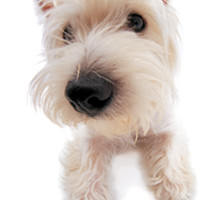 西高地犬的鼻子