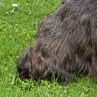 苏格兰梗的后腿