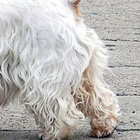 西高地犬的后腿