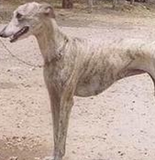 灵缇犬的整体描述