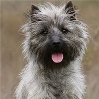 凯安梗的整体描述