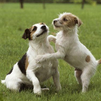 杰克罗素梗的颜色