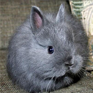 泽西长毛兔图片