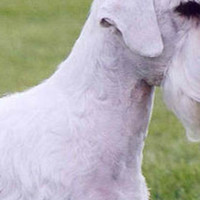 西里汉梗的颈部