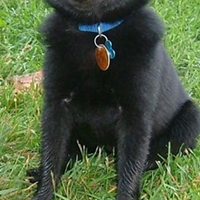 舒柏奇犬的胸部