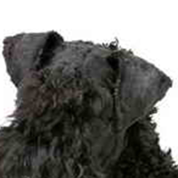 爱尔兰梗的耳朵