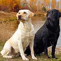 拉布拉多寻回犬的颜色