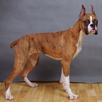 拳师犬的整体描述