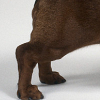 腊肠犬的后腿