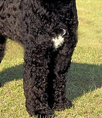 葡萄牙水犬的颈部