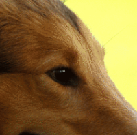 苏格兰牧羊犬的眼睛